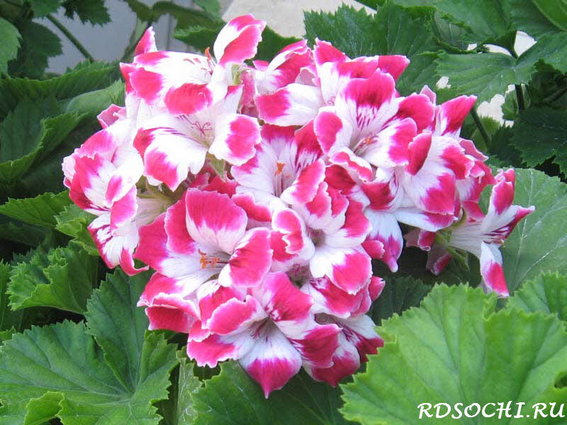 Elmfield Пеларгония Фото Telegraph